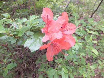 花の写真5