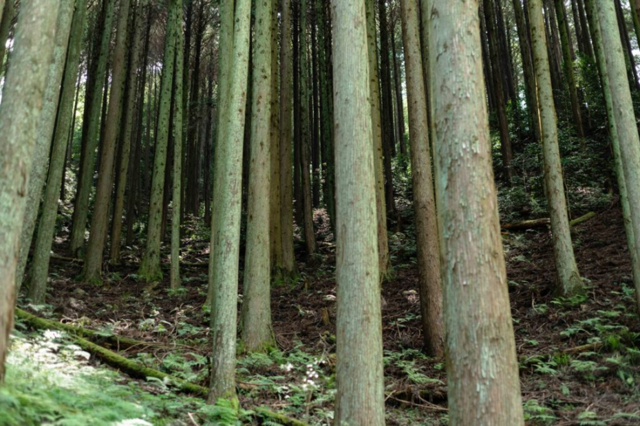 きれいに整備されたヒノキ林