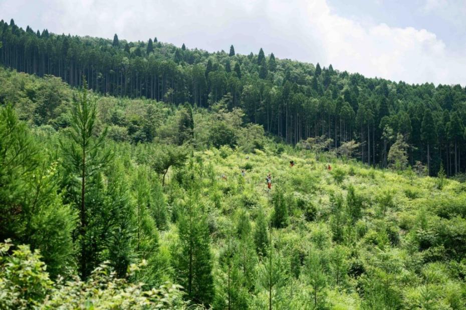 青空のもとに広がる植栽地