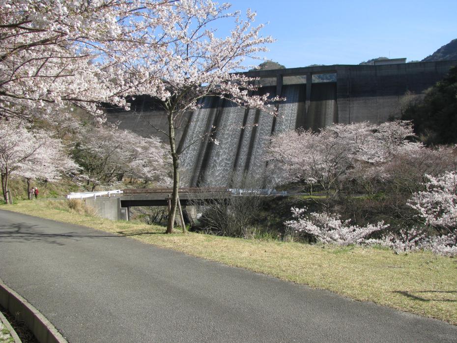 本庄川ダムの桜