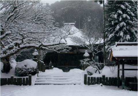25常隆寺とスタジイ・アカガシ・冬