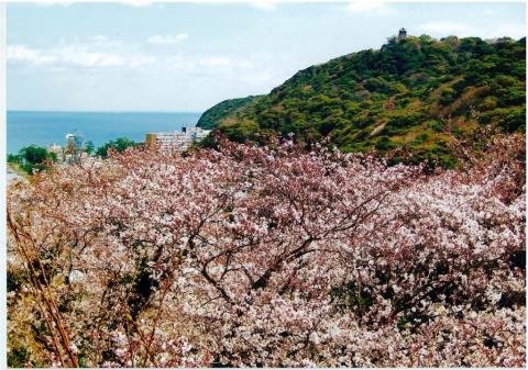 68曲田山浄水場の桜・春