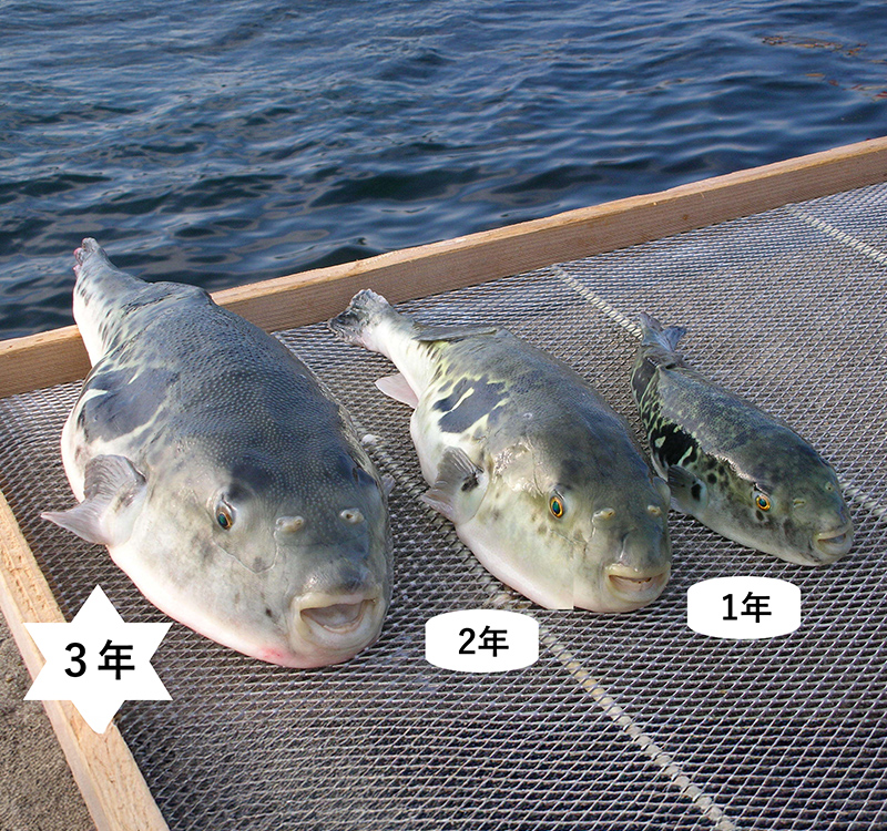 【海・アワイチ】淡路島3年とらふぐ