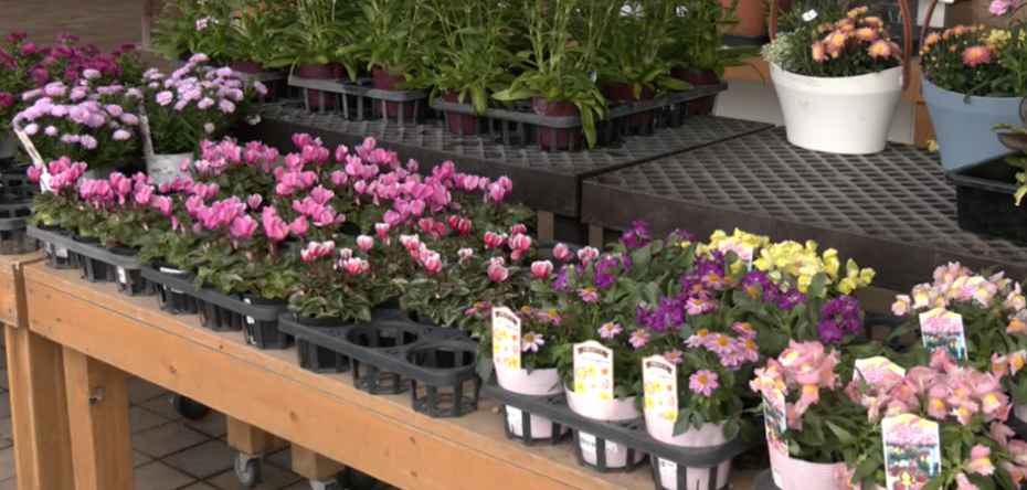 花壇苗販売展示2