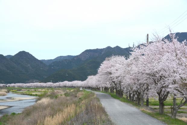 ヒョーゴアーカイブス／丹波市氷上町の桜並木