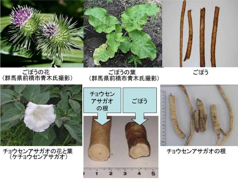 兵庫県 有毒植物による食中毒について
