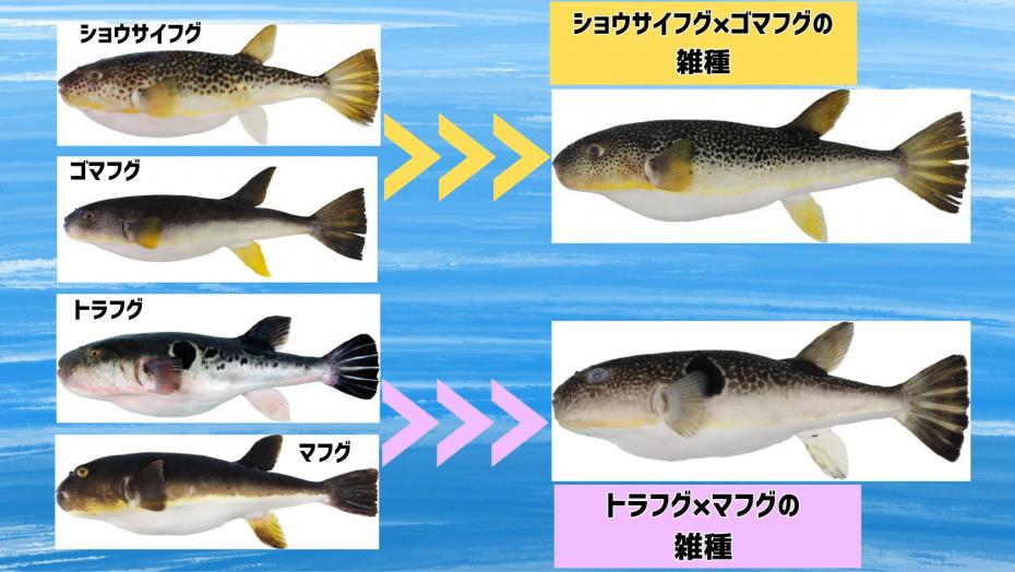 zatu