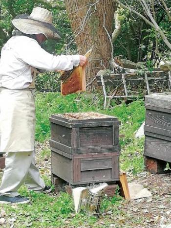 蜂蜜採取の様子