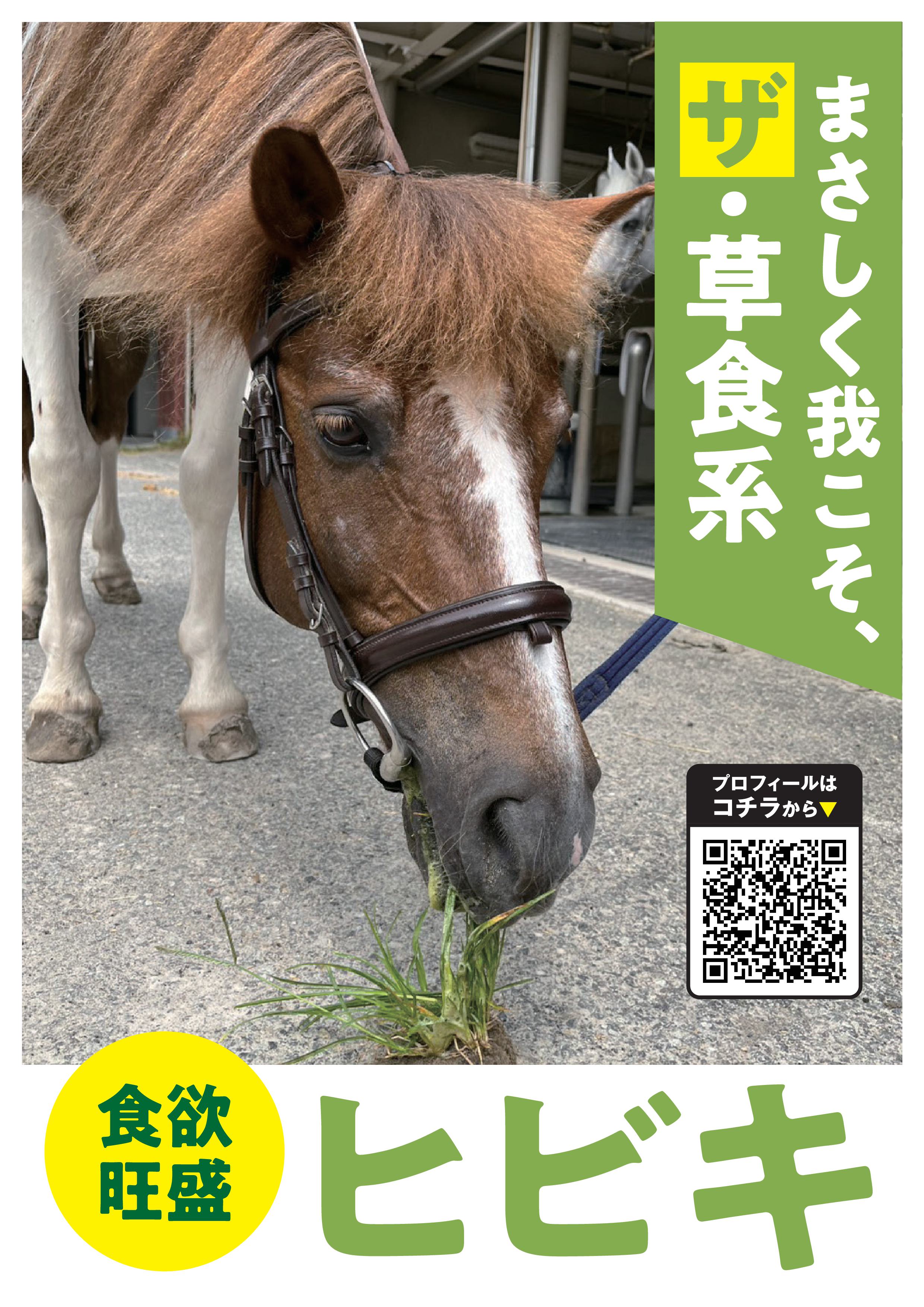 ヒビキ写真