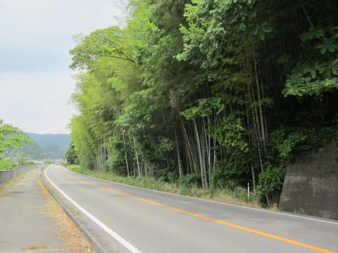 竹高木が道路沿に林立しているケース