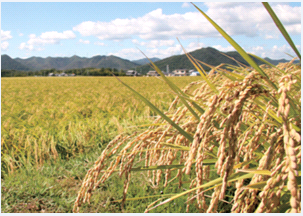 山田錦の稲穂
