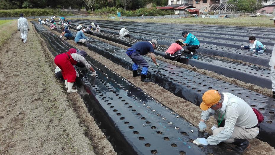 樽見にんにく植付け