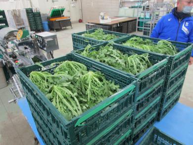 堆肥を活用した農産物