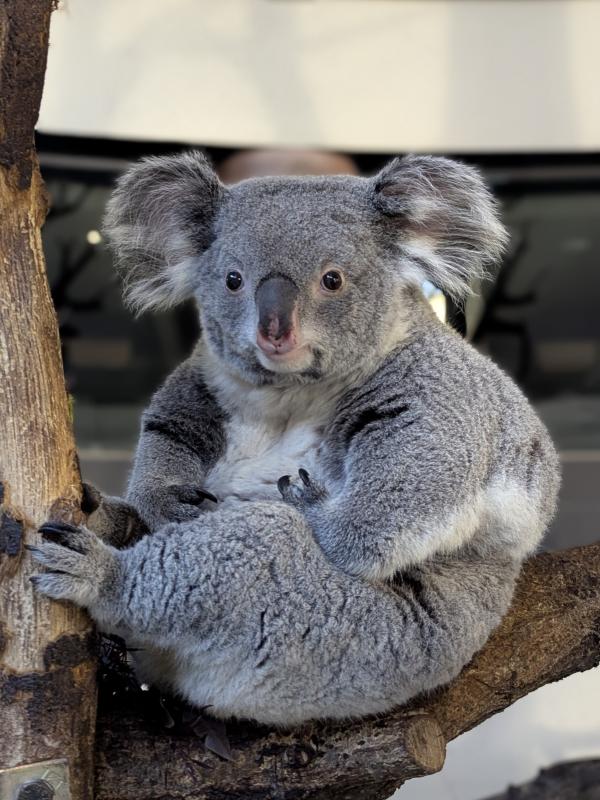 こまち（令和8年2月18日撮影・（公財）東京動物園協会提供）