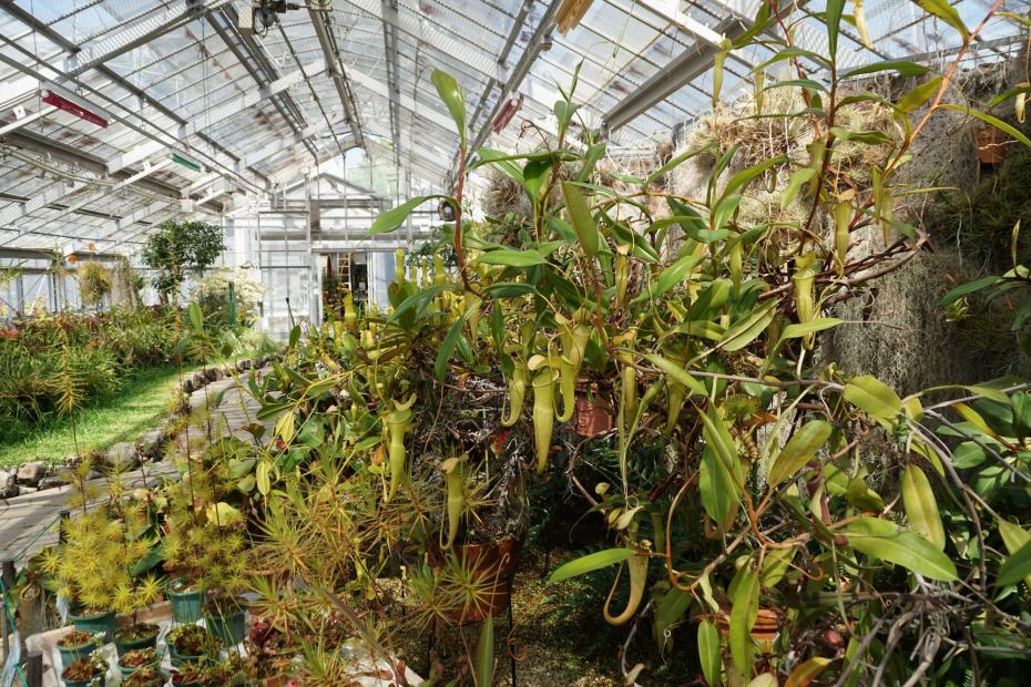 食虫植物を展示している温室