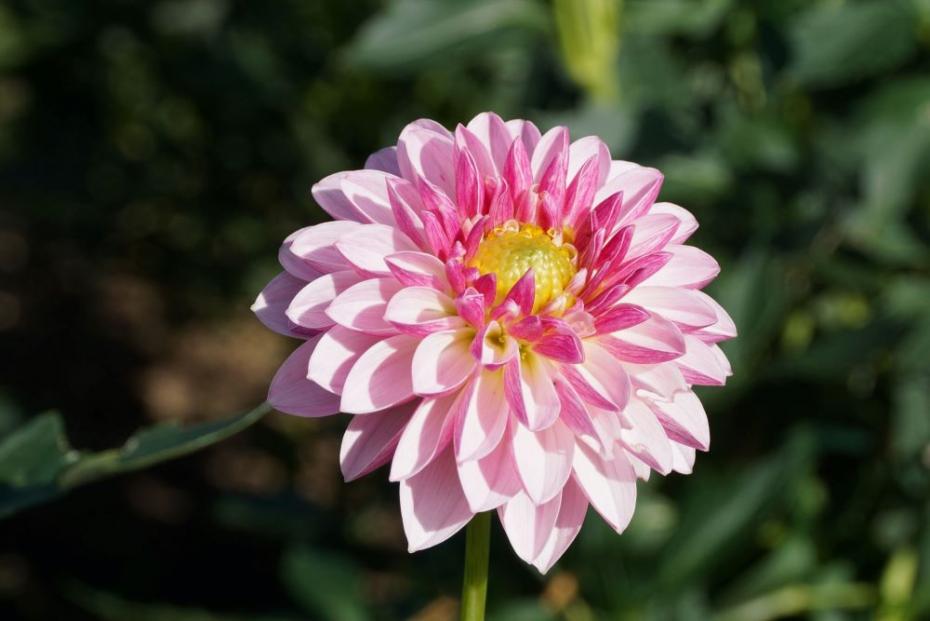 シュシュ（中小輪、中心部は濃い黄色、黄色を囲むように花弁があり表面は淡いピンク、裏は濃いピンク）