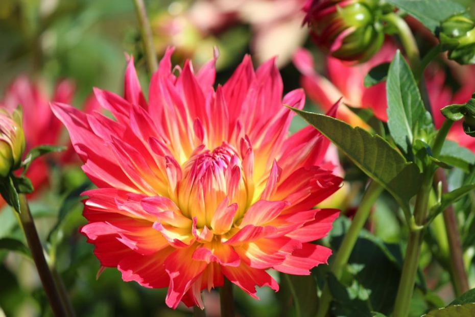 ペチカ（中大輪、花弁の根元が黄色、花弁の先端は黄色みがかった赤）