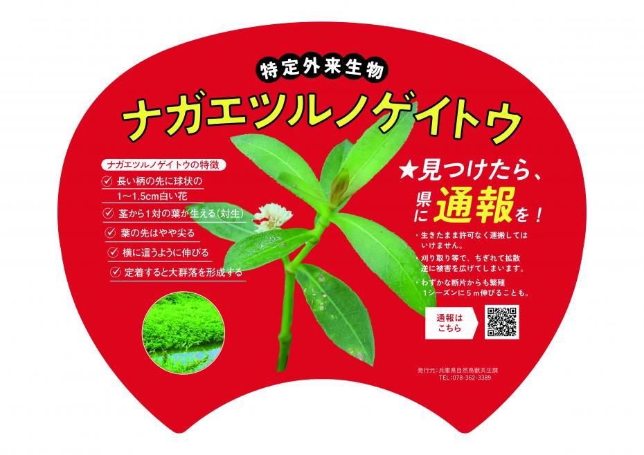 ナガエツルノゲイトウうちわ画像データ