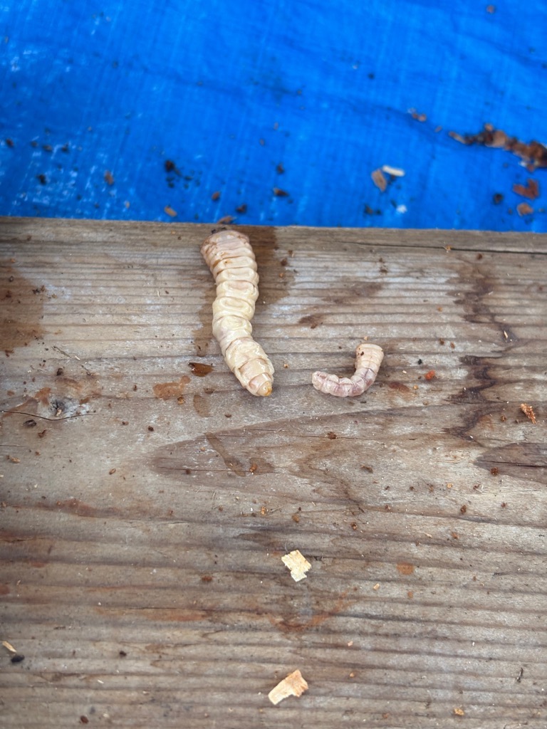 クビアカツヤカミキリ幼虫