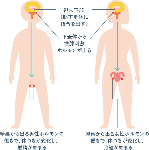 視床下部（脳下垂体に指命を出す）下垂体から性腺刺激ホルモンが出る　精巣から出る男性ホルモンの働きで、体つきが変化し、射精が始まる 卵巣から出る女性ホルモンの働きで、体つきが変化し、月経が始まる