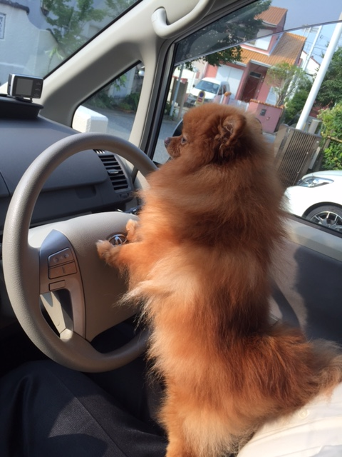 車を運転する犬の写真