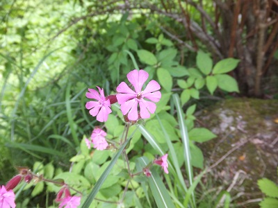 花の写真2