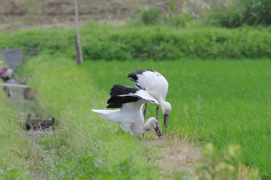 コウノトリ写真