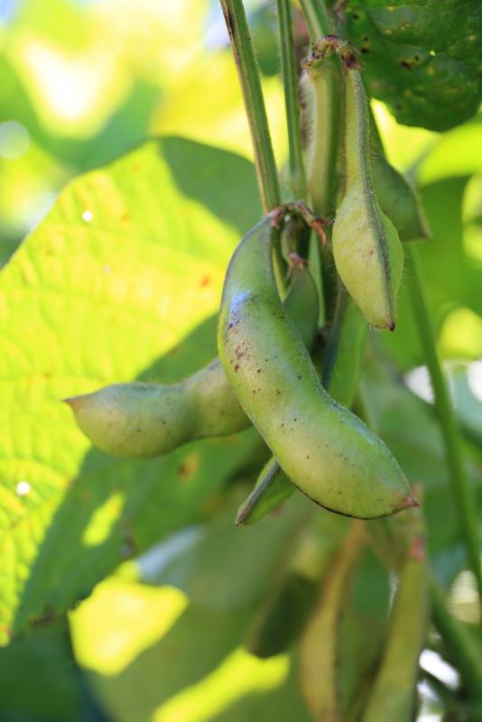 kurodaizuedamame